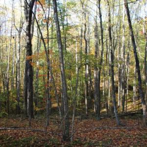 Photo #8 of MIDDLE OF NO WAY LN, CASTLETON, VA 30.5 acres