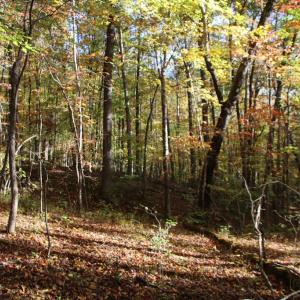 Photo #9 of MIDDLE OF NO WAY LN, CASTLETON, VA 30.5 acres