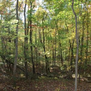Photo #10 of MIDDLE OF NO WAY LN, CASTLETON, VA 30.5 acres