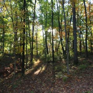 Photo #11 of MIDDLE OF NO WAY LN, CASTLETON, VA 30.5 acres