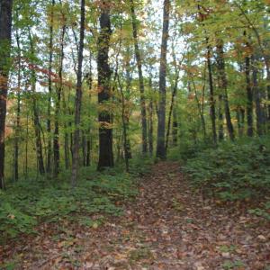 Photo #12 of MIDDLE OF NO WAY LN, CASTLETON, VA 30.5 acres