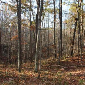 Photo #13 of MIDDLE OF NO WAY LN, CASTLETON, VA 30.5 acres