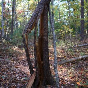 Photo #14 of MIDDLE OF NO WAY LN, CASTLETON, VA 30.5 acres