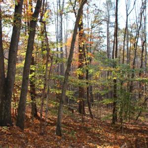 Photo #15 of MIDDLE OF NO WAY LN, CASTLETON, VA 30.5 acres