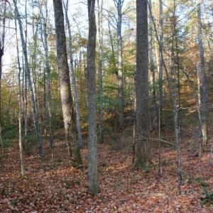 Photo #16 of MIDDLE OF NO WAY LN, CASTLETON, VA 30.5 acres