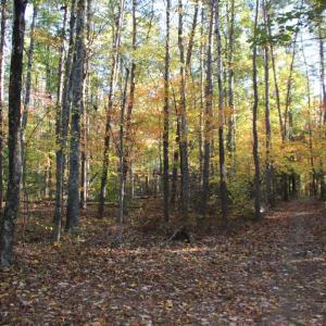 Photo #17 of MIDDLE OF NO WAY LN, CASTLETON, VA 30.5 acres