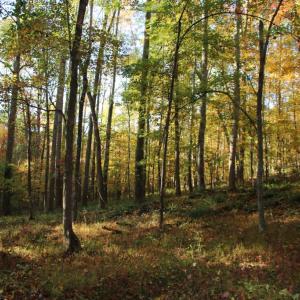 Photo #1 of MIDDLE OF NO WAY LN, CASTLETON, VA 30.5 acres