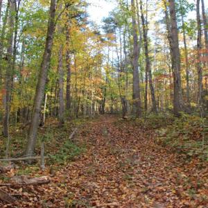 Photo #19 of MIDDLE OF NO WAY LN, CASTLETON, VA 30.5 acres