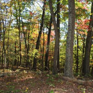 Photo #20 of MIDDLE OF NO WAY LN, CASTLETON, VA 30.5 acres