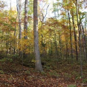 Photo #21 of MIDDLE OF NO WAY LN, CASTLETON, VA 30.5 acres
