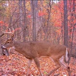Photo #31 of WOODLANDS DRIVE, FLINT HILL, VA 14.4 acres