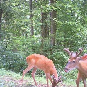 Photo #24 of WOODLANDS DRIVE, FLINT HILL, VA 14.4 acres