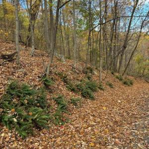 Photo #9 of WOODLANDS DRIVE, FLINT HILL, VA 14.4 acres