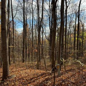 Photo #10 of WOODLANDS DRIVE, FLINT HILL, VA 14.4 acres