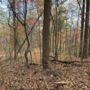 Photo #11 of WOODLANDS DRIVE, FLINT HILL, VA 14.4 acres