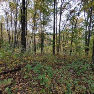 Photo #25 of WOODLANDS DRIVE, FLINT HILL, VA 14.4 acres