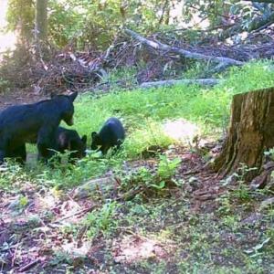 Photo #30 of WOODLANDS DRIVE, FLINT HILL, VA 14.4 acres