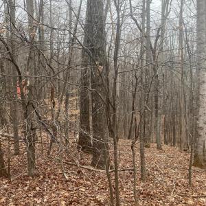 Photo #5 of DOGWOOD LANE, NELLYSFORD, VA 1.3 acres