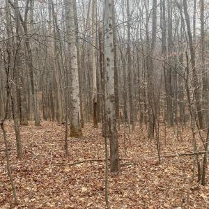 Photo #7 of DOGWOOD LANE, NELLYSFORD, VA 1.3 acres