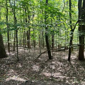 Photo #6 of DOGWOOD LANE, NELLYSFORD, VA 1.3 acres