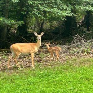 Photo #2 of DOGWOOD LANE, NELLYSFORD, VA 1.3 acres
