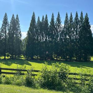 Photo #15 of DOGWOOD LANE, NELLYSFORD, VA 1.3 acres