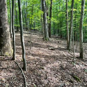 Photo #1 of DOGWOOD LANE, NELLYSFORD, VA 1.3 acres