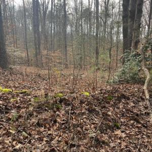 Photo #6 of 6317 LITTLE ACRES LN, WOODFORD, VA 5.5 acres