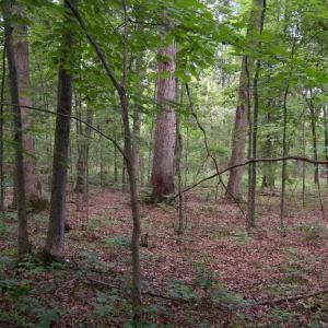 Photo #6 of ALGONQUIN TRL, CULPEPER, VA 3.4 acres