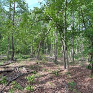 Photo #6 of HADEN MARTIN ROAD, PALMYRA, VA 137.7 acres