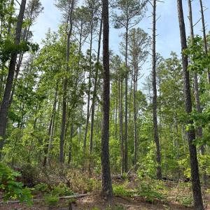 Photo #9 of HADEN MARTIN ROAD, PALMYRA, VA 137.7 acres