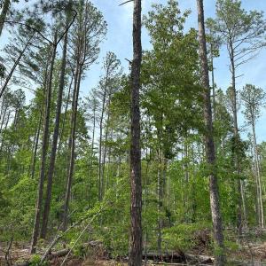 Photo #10 of HADEN MARTIN ROAD, PALMYRA, VA 137.7 acres