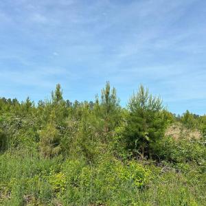 Photo #8 of WEST RIVER ROAD, SCOTTSVILLE, VA 249.0 acres