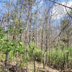 Photo #1 of CABIN BRANCH ROAD, MARSHALL, VA 3.0 acres