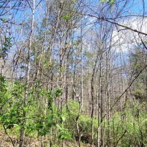 Photo #15 of CABIN BRANCH ROAD, MARSHALL, VA 3.0 acres