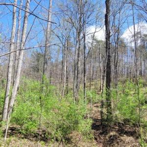 Photo #2 of CABIN BRANCH ROAD, MARSHALL, VA 3.0 acres