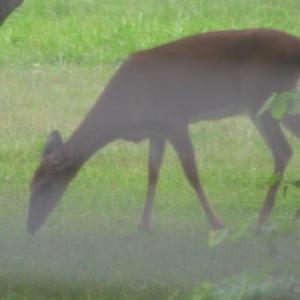 Photo #3 of SEMINOLE TRL, ROCHELLE, VA 19.6 acres