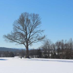 Photo #4 of SEMINOLE TRL, ROCHELLE, VA 19.6 acres