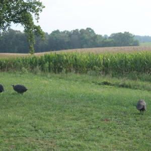 Photo #10 of SEMINOLE TRL, ROCHELLE, VA 19.6 acres