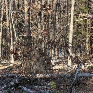 Photo #6 of 13009 LAKE ANNA VILLAGE DR, SPOTSYLVANIA, VA 23.5 acres