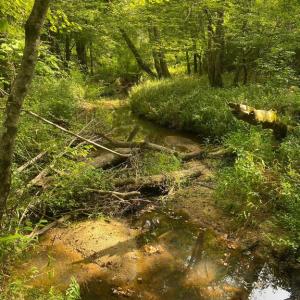 Photo #4 of 9323 MILL POND RD, SPOTSYLVANIA, VA 15.0 acres