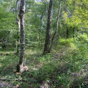 Photo #6 of 9323 MILL POND RD, SPOTSYLVANIA, VA 15.0 acres