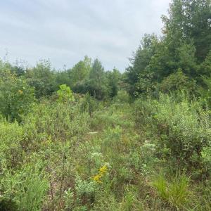 Photo #7 of 9323 MILL POND RD, SPOTSYLVANIA, VA 15.0 acres
