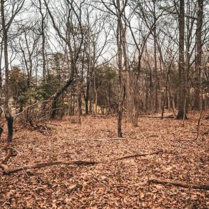 Photo #38 of ELLIS RD, LIGNUM, VA 54.2 acres