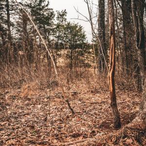Photo #39 of ELLIS RD, LIGNUM, VA 54.2 acres
