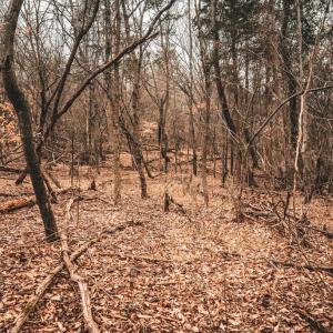 Photo #40 of ELLIS RD, LIGNUM, VA 54.2 acres