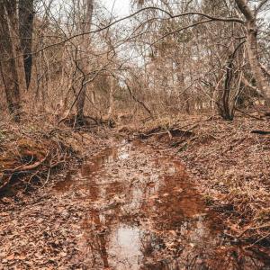 Photo #45 of ELLIS RD, LIGNUM, VA 54.2 acres