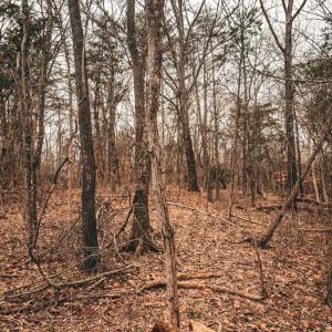 Photo #47 of ELLIS RD, LIGNUM, VA 54.2 acres