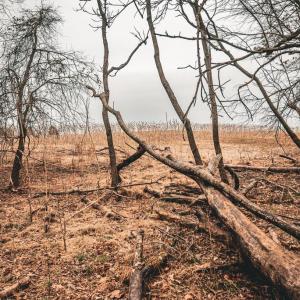 Photo #48 of ELLIS RD, LIGNUM, VA 54.2 acres