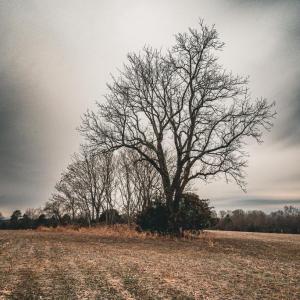 Photo #17 of ELLIS RD, LIGNUM, VA 54.2 acres